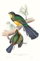 Tropical Trogons I Fine Art Print