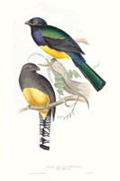 Tropical Trogons II Fine Art Print