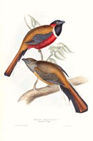 Tropical Trogons IV Fine Art Print