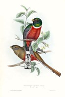 Tropical Trogons V Fine Art Print