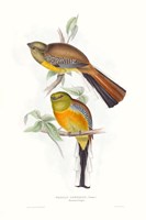Tropical Trogons VI Fine Art Print