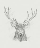 Contemporary Elk Sketch II Framed Print