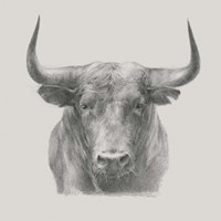 Black Bull Fine Art Print