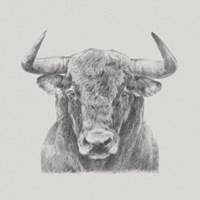 Black & White Bull Fine Art Print