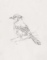 Avian Study  IV Fine Art Print