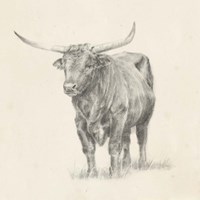 Longhorn Steer Sketch I Fine Art Print