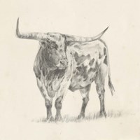 Longhorn Steer Sketch II Fine Art Print