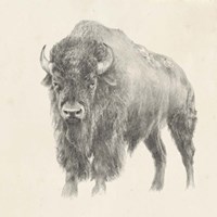 Western Bison Study Fine Art Print