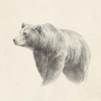 Western Bear Study Fine Art Print