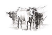 Contemporary Cattle II Fine Art Print