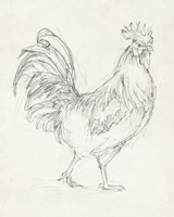 Rooster Sketch I Fine Art Print