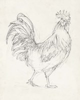 Rooster Sketch I Framed Print