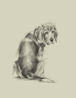 Puppy Dog Eyes I Fine Art Print