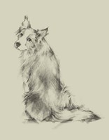 Puppy Dog Eyes VI Framed Print