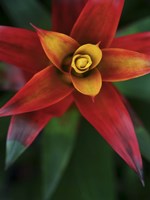 Bromeliad Burst IV Fine Art Print