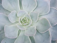 Storybook Succulent I Fine Art Print