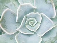Storybook Succulent II Fine Art Print