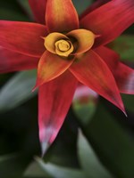 Bromeliad Burst III Fine Art Print