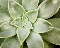 Spring Succulent I Fine Art Print