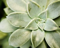 Spring Succulent II Fine Art Print