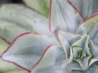 Desert Star I Fine Art Print