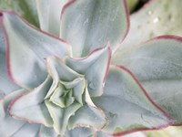 Desert Star II Fine Art Print