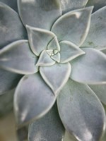 Hanging Garden Succulent I Fine Art Print