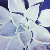 Ultra Violet II Framed Print