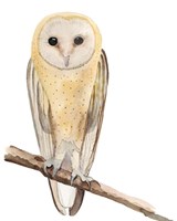 Hoo Dis II Fine Art Print