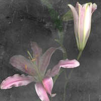 Fleur de Lys II Fine Art Print