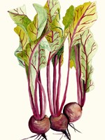 Early Harvest II Framed Print