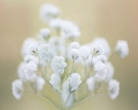 Baby's Breath Study I Fine Art Print