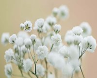 Baby's Breath Study II Fine Art Print