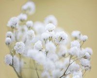 Baby's Breath Study III Fine Art Print