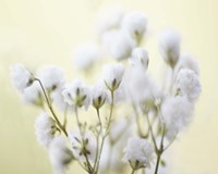Baby's Breath Study IV Fine Art Print