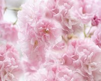 Cherry Blossom Study IV Fine Art Print