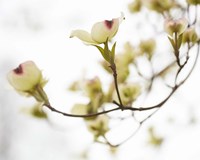 Dogwood Detail III Framed Print