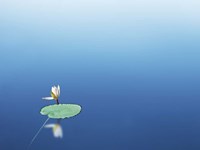 Lilypad I Fine Art Print