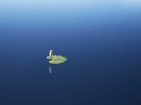 Lilypad II Fine Art Print