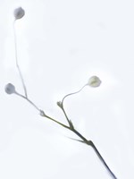 White Buds I Fine Art Print