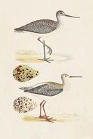 Sandpipers & Eggs I Fine Art Print
