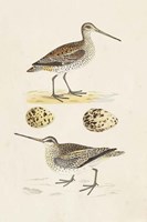 Sandpipers & Eggs III Fine Art Print