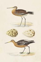 Sandpipers & Eggs IV Fine Art Print
