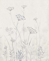 Neutral Queen Anne's Lace I Framed Print