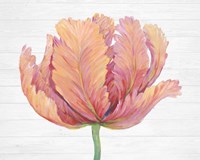 Single Pink Bloom I Framed Print