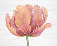 Single Pink Bloom I Fine Art Print