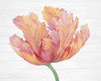 Single Pink Bloom II Fine Art Print