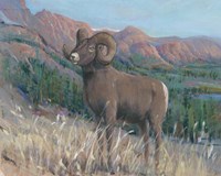 Animals of the West IV Fine Art Print