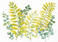 Mixed Greenery II Framed Print