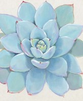 Pastel Succulent I Fine Art Print